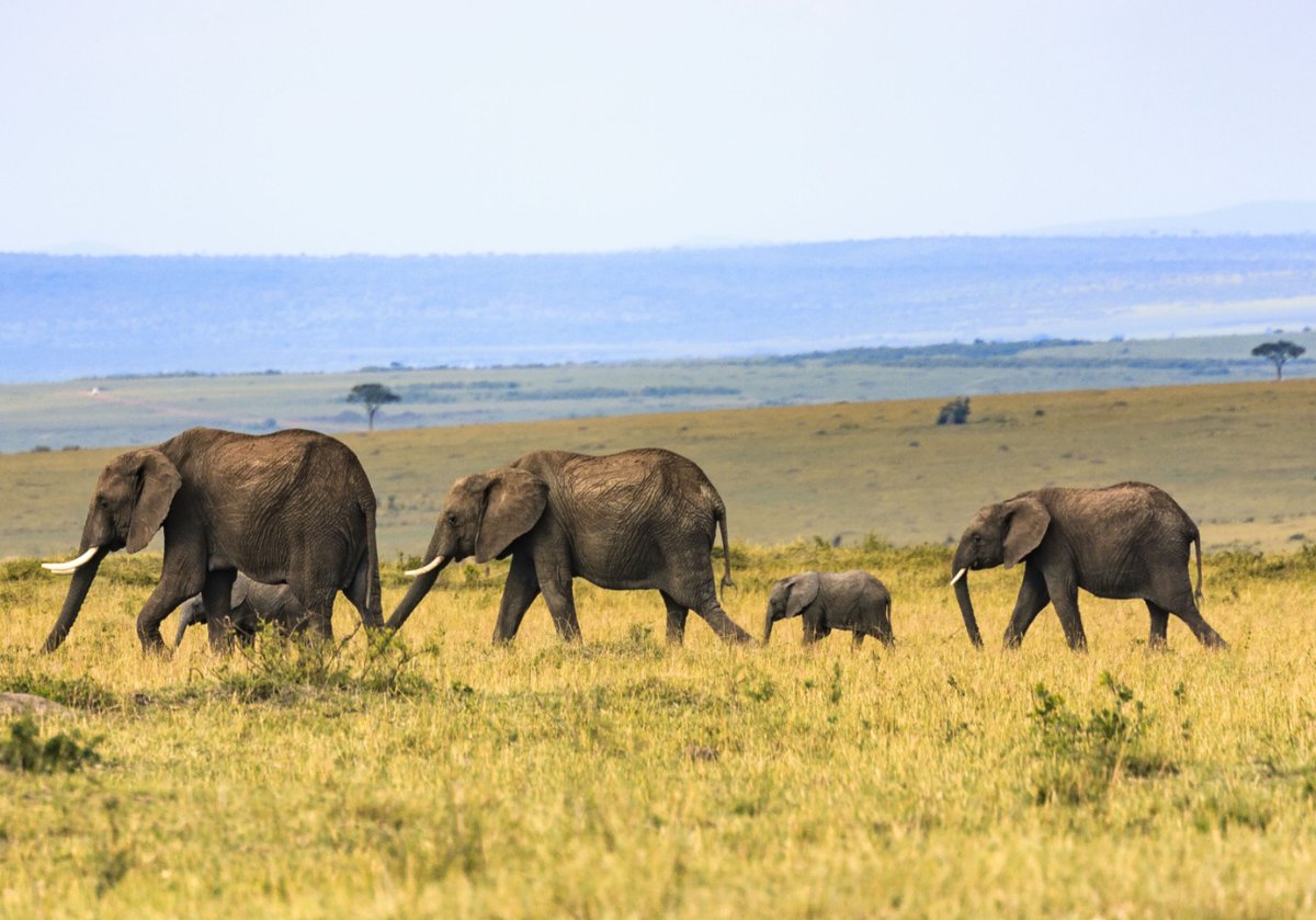 AnimalThen's tweet photo. #Elephant #family #walking in #safari , #Kenya.

.
.
.
#ElephantHerd
#ElephantFamily
#AfricanElephants
#WildElephants
#MasaiMara
#AfricanHerbivore
#KenyaWildlife
#KenyaTrip
#AfricaWildlife
#Savannah

#WildlifeHabitat #WildlifePhotography #WildAnimal #AnimalEnglish #AnimalThen https://t.co/QzxciRG5MS
