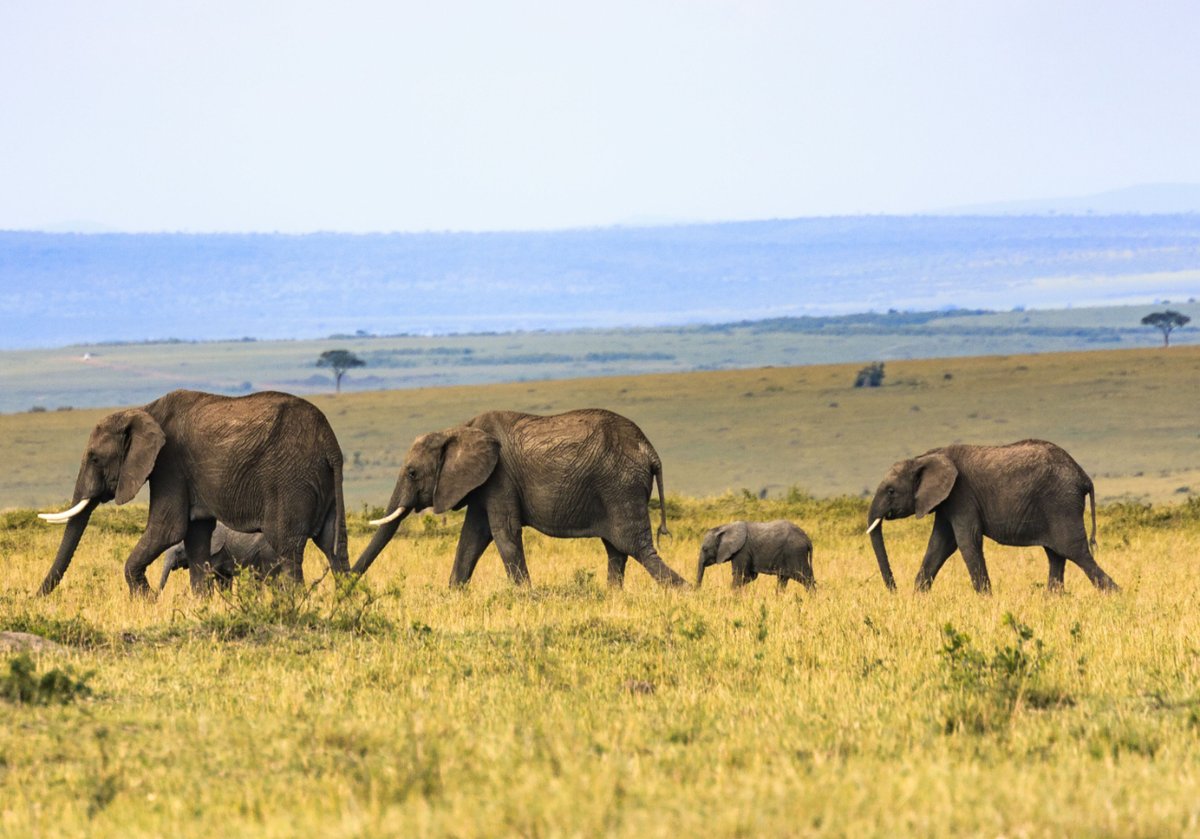 #Elephant #family #walking in #safari , #Kenya. . . . #ElephantHerd #ElephantFamily #AfricanElephants #WildElephants #MasaiMara #AfricanHerbivore #KenyaWildlife #KenyaTrip #AfricaWildlife #Savannah #WildlifeHabitat #WildlifePhotography #WildAnimal #AnimalEnglish #AnimalThen