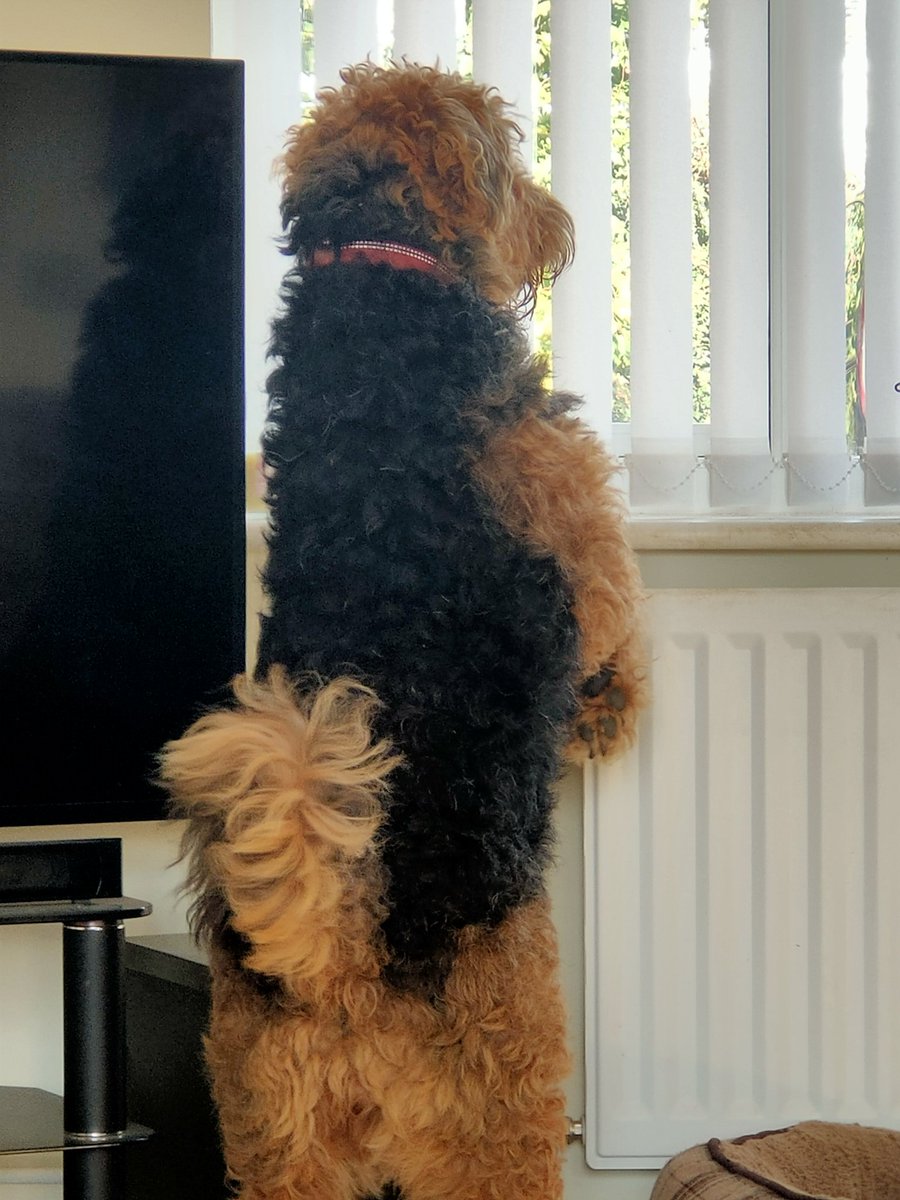 DogCerys's tweet photo. Pesky cat 😡 #dogsoftwitter https://t.co/zni2EYoRzk