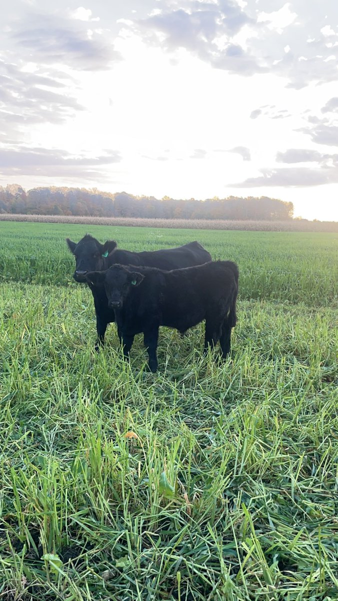 Dallas_Coultes tweet media