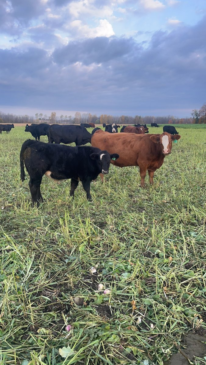 Dallas_Coultes tweet media