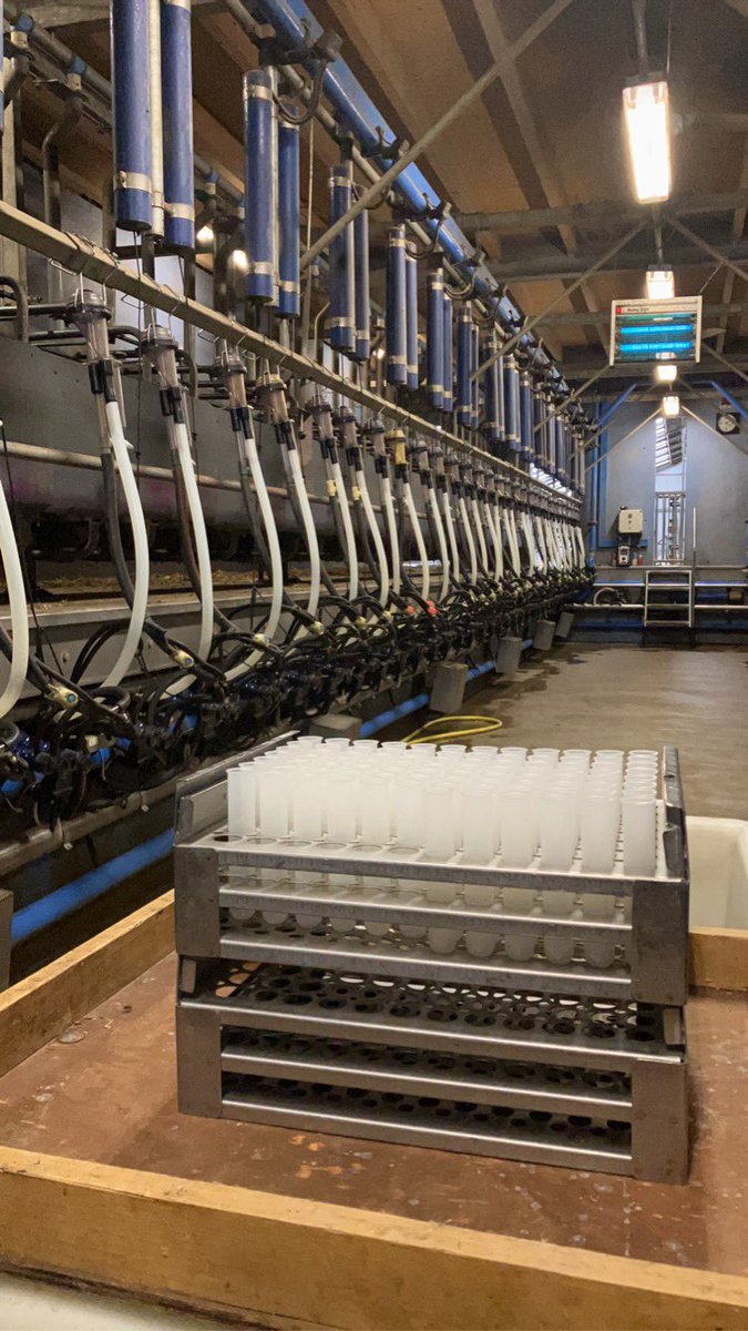 bergvdjaap's tweet photo. De melkstal staat weer klaar voor de 8-weekse melkcontrole. Van iedere geit wordt de productie geregistreerd en een monster van de melk genomen om te beoordelen op % vet en eiwit.
#metenisweten
#functioneringsgesprekken https://t.co/EzvFZxVe5G
