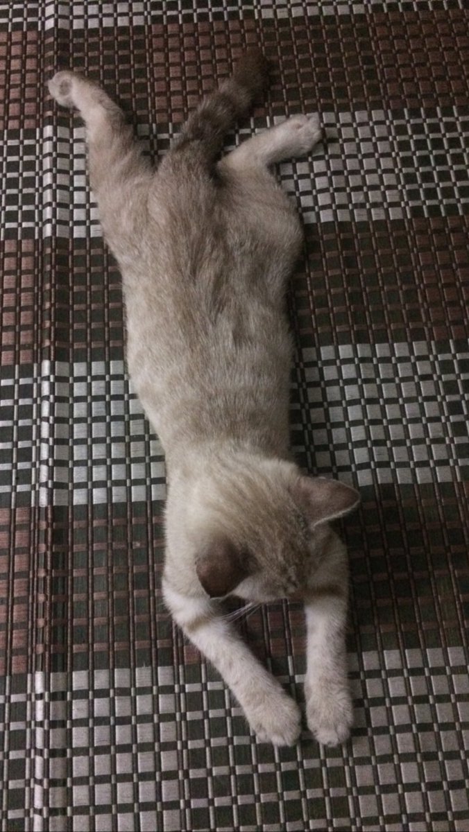 yemmeow's tweet photo. 4 tahun lepas budak garang ni mengiau ngiau belakang office sebab kena buang. Asalnya dia kena buang 1 family tapi esoknya tinggal dia sekor ja kat situ. Yg lain mungkin ada org ambik bela. Dia paling kecik masa tu. 

First time nampak dia terus jatuh cinta and ambik bela. I malas bela kucing masa tu sebab every week outstation jauh2 tapi sebab Brownie comei sangat tak tahan lerrr. Ni pun lepas 4 hari bela dia i terpaksa tinggal dia sebab kena pi johor 5 hari.