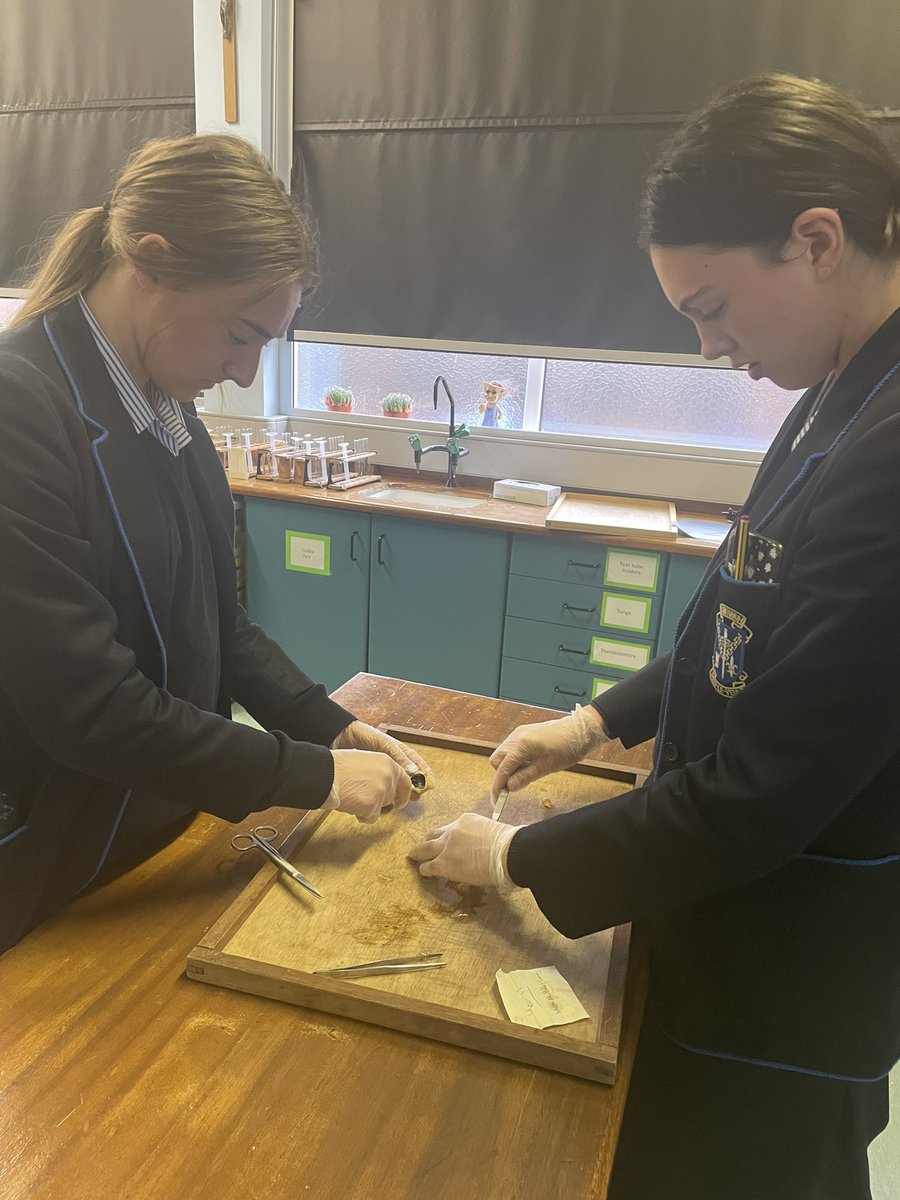 SLG Biology Dept. (@deptslg) on Twitter photo Apply to demonstrate - Year 14 students carrying out an eye dissection to consolidate learning. Lots of fun! <a href="/LandTstlouis/">Learning and Teaching @ St. Louis</a> Apply to demonstrate - Year 14 students carrying out an eye dissection to consolidate learning. Lots of fun! <a href="/LandTstlouis/">Learning and Teaching @ St. Louis</a>