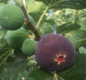 neumologofelixmartinsantos.com/tratamiento-de… 
Veamos y analicemos los principales estudios experimentales que están revelando un “efecto terapéutico” de depresión mental. Obviamente, complementario al tto médico y psicoterapéutico.