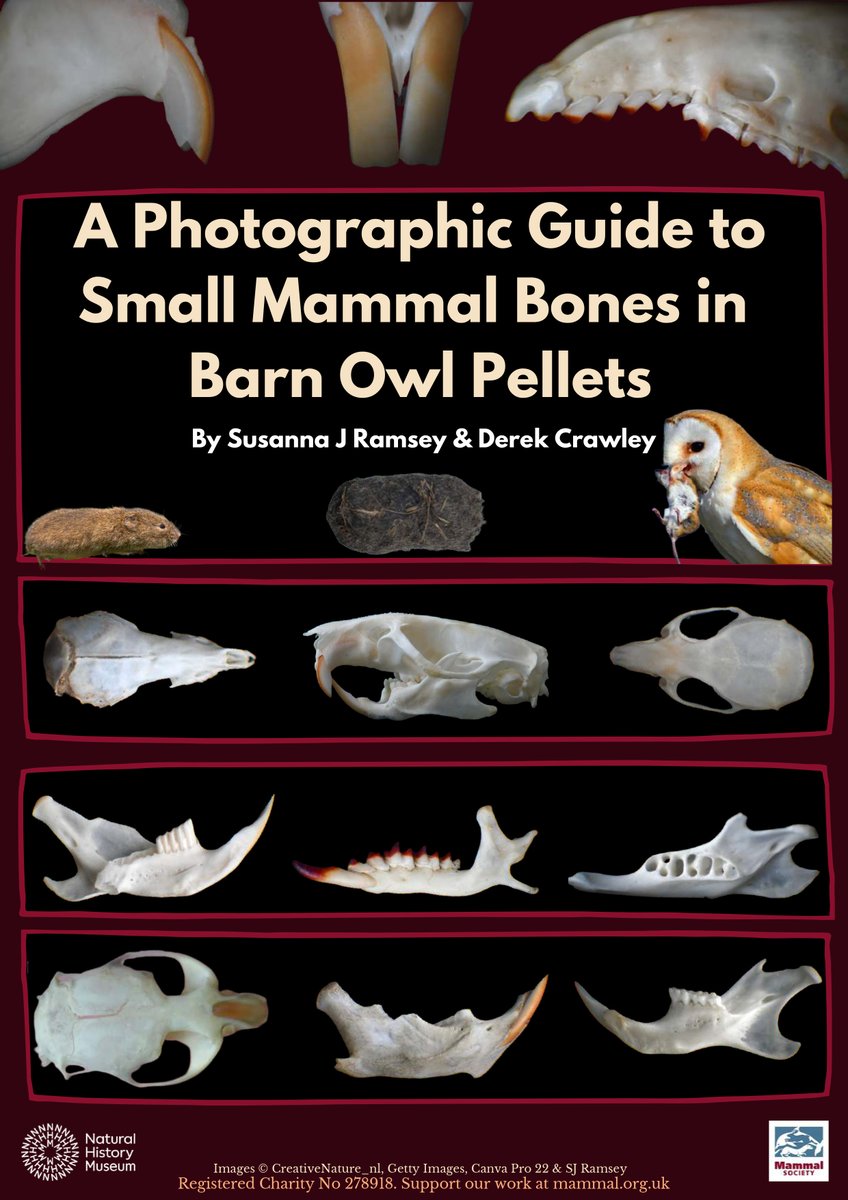 Science at the Natural History Museum (@nhm_science) on Twitter photo What Barn Owls regurgitate in pellets - the bones of small mammals. A photographic guide from <a href="/Mammal_Society/">Mammal Society</a> & NHM - Susanna Ramsey, Derek Crawley @poofinder, with #NHM_Science @Phaedra_Ko @bertieportela mammal.org.uk/wp-content/upl… What Barn Owls regurgitate in pellets - the bones of small mammals. A photographic guide from <a href="/Mammal_Society/">Mammal Society</a> & NHM - Susanna Ramsey, Derek Crawley @poofinder, with #NHM_Science @Phaedra_Ko @bertieportela mammal.org.uk/wp-content/upl…