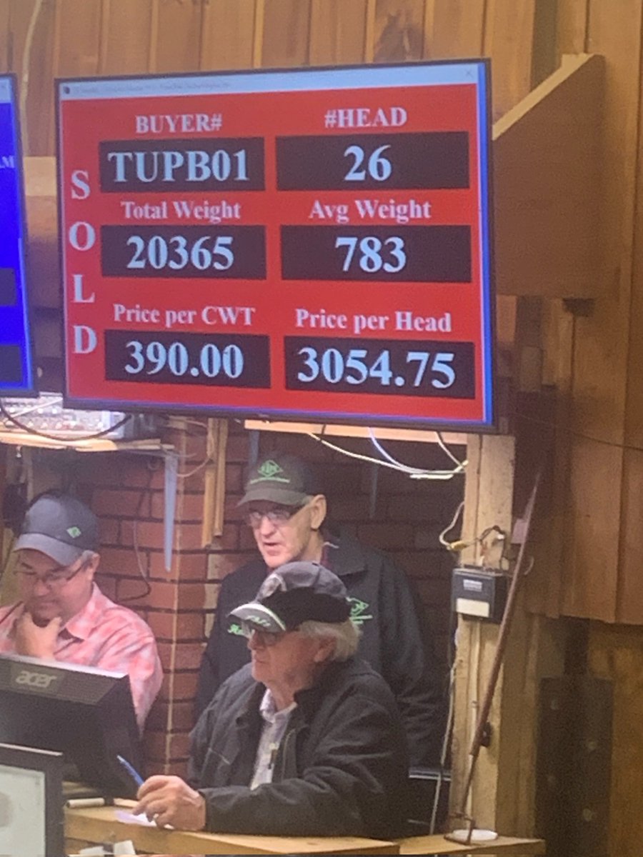 CharolaisBanner's tweet photo. White steer calves at Georgian Bay #Charolais  Presort Sale, October 24th, 2023 at Keady, Ontaio, Livestock Market.. https://t.co/Xzxqumr3Md