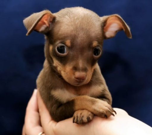 🐕🐕🐕6 razas de perros miniatura.
Simpáticos amiguitos🥰😍❤️

youtu.be/4Ub3qPSDc_g

#beautiful #WORLDISBEAUTIFUL #weekend #travel