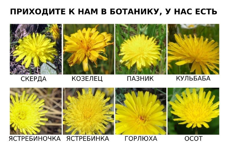 Мем вчерашнего дня.
И вообще, как вкратце описать мою работу за последнюю неделю