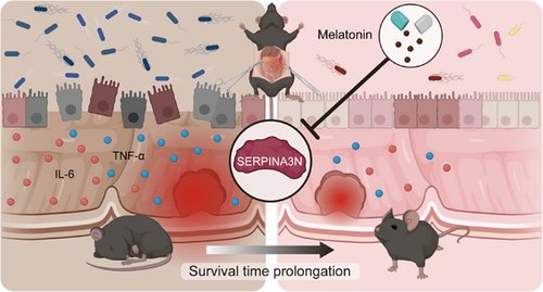 iMetaScience's tweet photo. Melatonin supplementation protects against traumatic colon injury by regulating SERPINA3N protein expression 
#melatonin #colon #microbiome 
@wileymicrobio @WileyBiomedical @WileyHealth 
https://t.co/XgH3OUrReW https://t.co/I55fylZerl