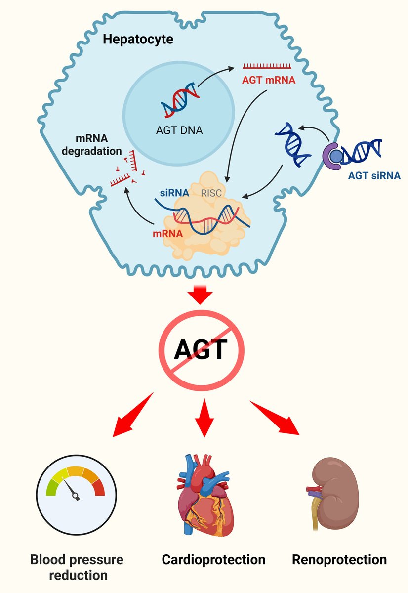 A review on angiotensinogen siRNA in both preclinical models and hypertensive pa􀆟ents,
including a comparison versus 'classical' RAS blockers. <a href="/edwyncruz/">Edwyn Cruz</a> ahajrnls.org/3tG9ZC1
