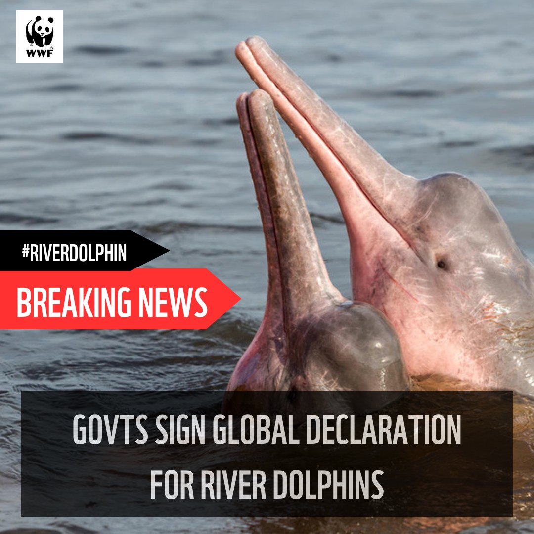 WWF River Dolphins 💧🐬 (@wwfriverdolphin) on Twitter photo 🚨 BREAKING: Govts have just signed a historic agreement to save the world’s river dolphins!
The #GlobalRiverDolphinDeclaration aims to reverse the decline in river dolphins and improve the health of their great rivers.
Win-win for people and nature!
wwf.panda.org/?9946966/Histo… 🚨 BREAKING: Govts have just signed a historic agreement to save the world’s river dolphins!
The #GlobalRiverDolphinDeclaration aims to reverse the decline in river dolphins and improve the health of their great rivers.
Win-win for people and nature!
wwf.panda.org/?9946966/Histo…