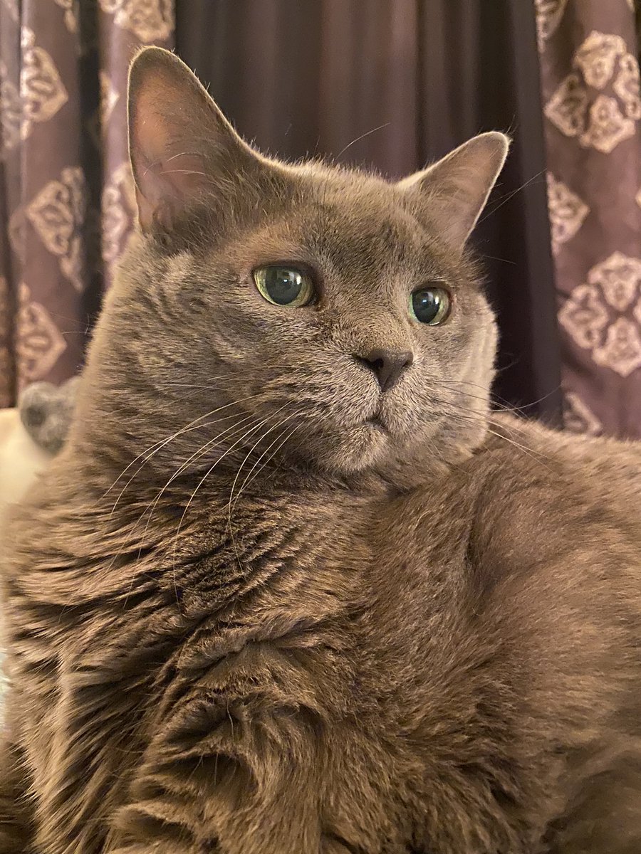 aRunescapePlug's tweet image. Lily (16ans)