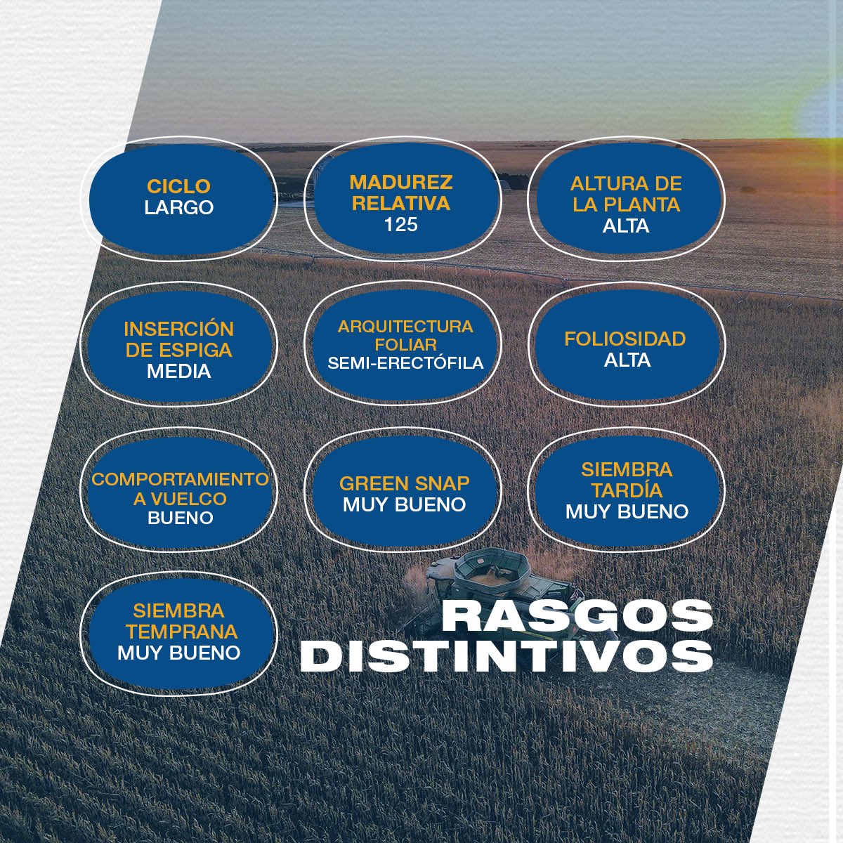 MaicesDuo's tweet photo. 🌽 El alto rendimiento y excelente balance entre grano y fibra permiten una destacada performance tanto en cosechas de grano como en silos de planta entera. DUO30PW te acompaña con el máximo rendimiento sea cual sea tu propósito. 
#MaícesDUO #Maíz2023 #CampañaMaíz2023 #Agro https://t.co/UHC2A180Sr