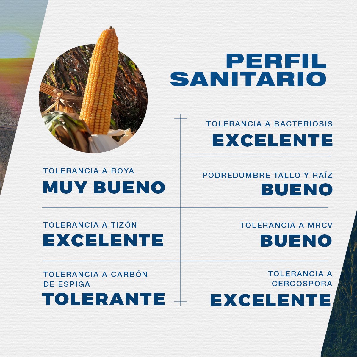 MaicesDuo's tweet photo. 🌽 El alto rendimiento y excelente balance entre grano y fibra permiten una destacada performance tanto en cosechas de grano como en silos de planta entera. DUO30PW te acompaña con el máximo rendimiento sea cual sea tu propósito. 
#MaícesDUO #Maíz2023 #CampañaMaíz2023 #Agro https://t.co/UHC2A180Sr