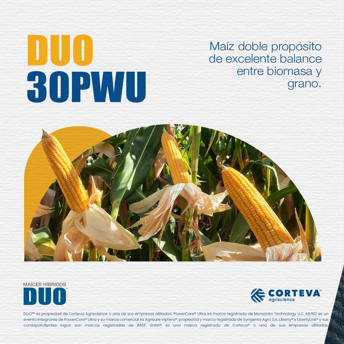 MaicesDuo's tweet photo. 🌽 El alto rendimiento y excelente balance entre grano y fibra permiten una destacada performance tanto en cosechas de grano como en silos de planta entera. DUO30PW te acompaña con el máximo rendimiento sea cual sea tu propósito. 
#MaícesDUO #Maíz2023 #CampañaMaíz2023 #Agro https://t.co/UHC2A180Sr