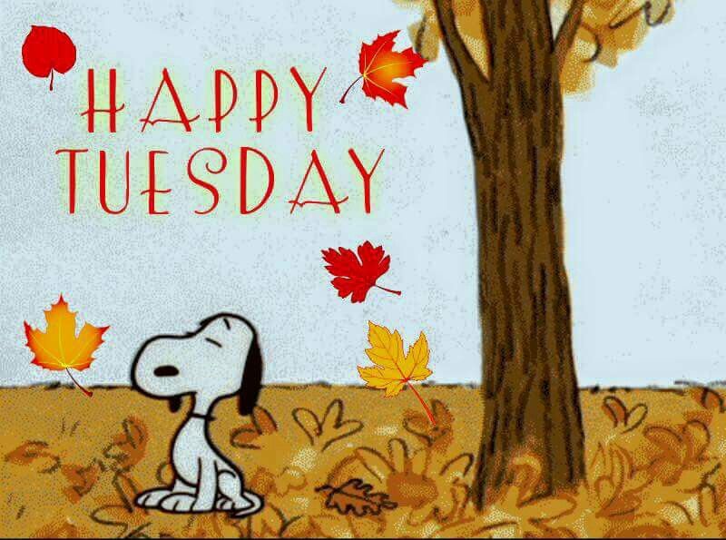 Happy Tuesday! Enjoy the colorful leaves today! 🌞

#happytuesday #fall #colorfulleaves #makeitagreatday #positivelysunshine