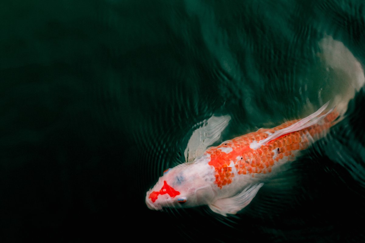 BioBoostNest's tweet image. Pond care tip: Remember to reduce your fish feeding in cooler months. They don’t need to eat as much while their metabolism is slower, and uneaten food creates excess nutrients that can cause fish deaths and algae blooms.

#cleanponds #koifish