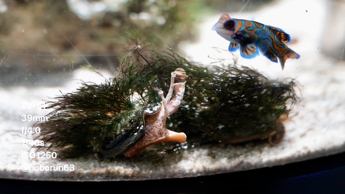 noborun63's tweet image. ニシキテグリ と  マガキガイ 
ニフレル  Nifrel

#水族館好きな人と繋がりたい 
#mandarinfish 
#strawberryconch 
#これソニーで撮りました