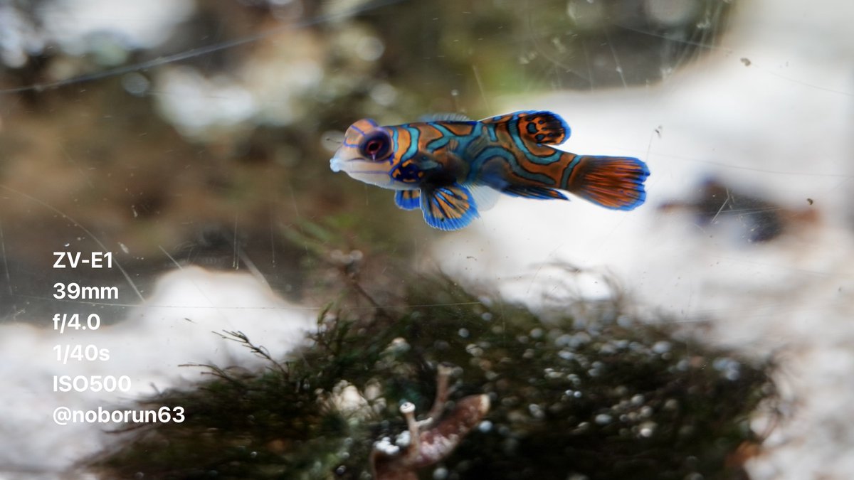 noborun63's tweet image. ニシキテグリ と  マガキガイ 
ニフレル  Nifrel

#水族館好きな人と繋がりたい 
#mandarinfish 
#strawberryconch 
#これソニーで撮りました