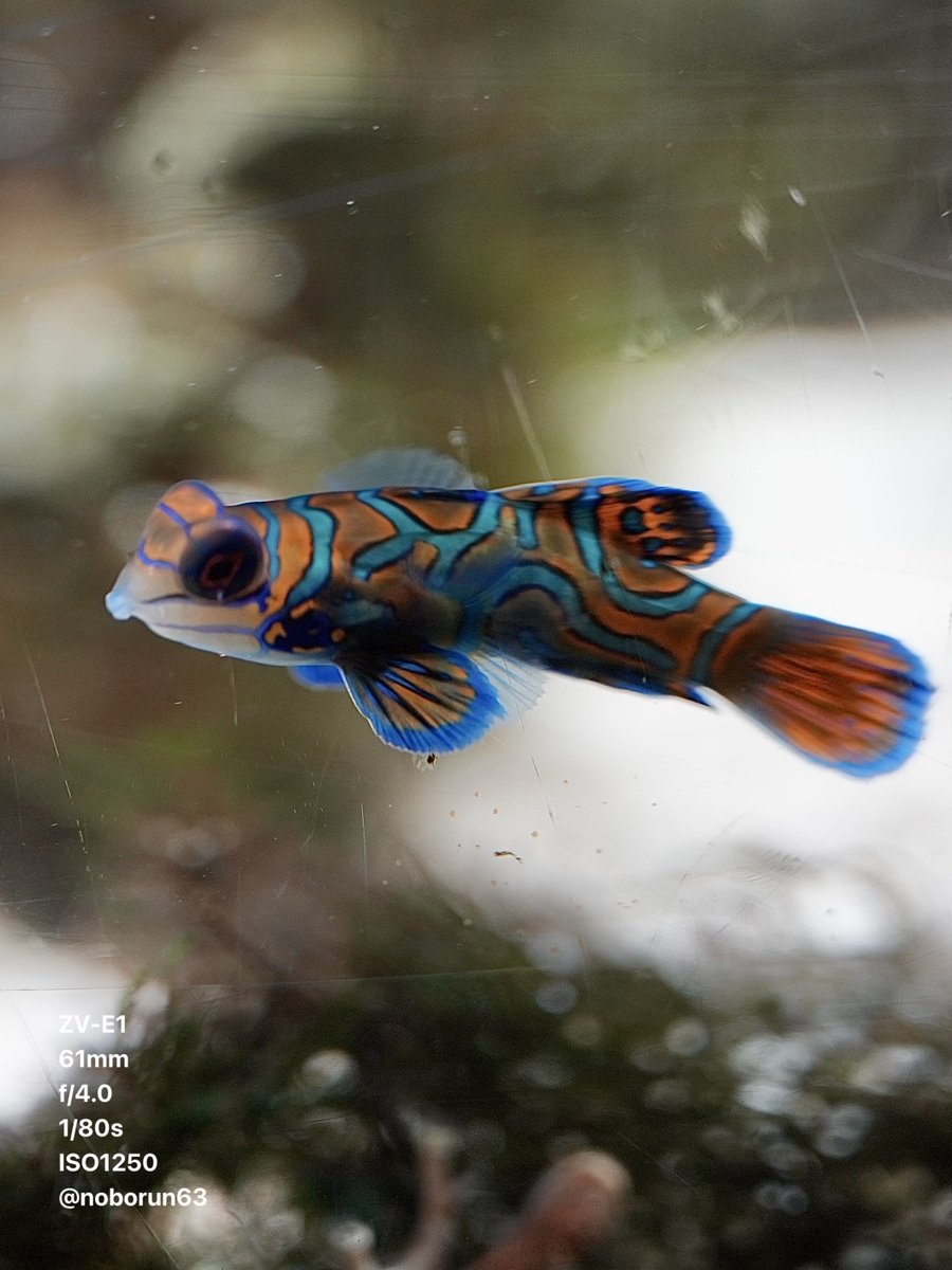 noborun63's tweet image. ニシキテグリ と  マガキガイ 
ニフレル  Nifrel

#水族館好きな人と繋がりたい 
#mandarinfish 
#strawberryconch 
#これソニーで撮りました
