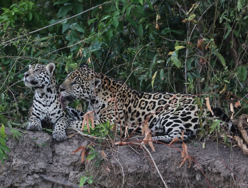 Matt Eade tweet media