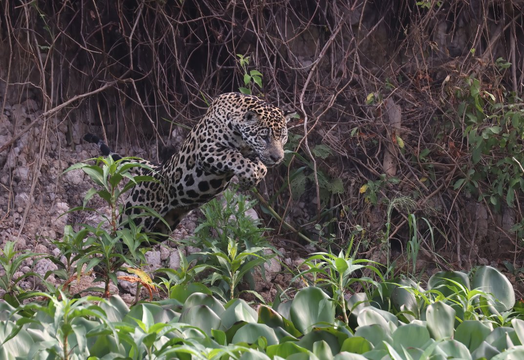 Matt Eade tweet media