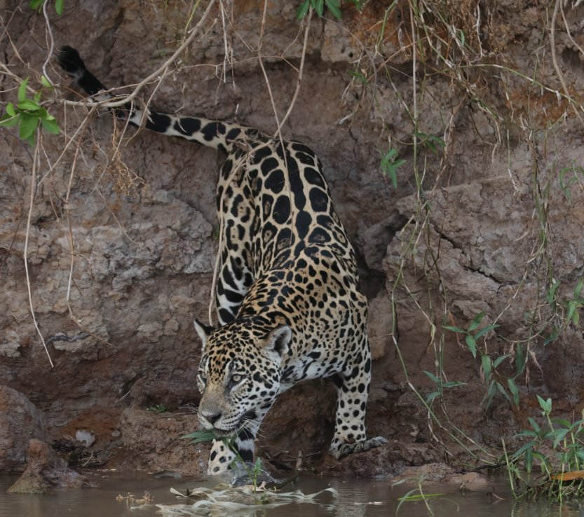 Matt Eade tweet media