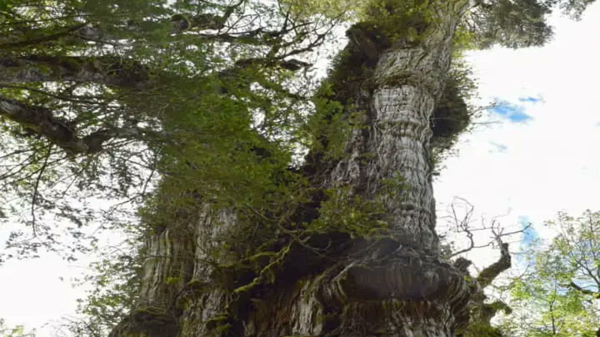 World's oldest tree in Chile...