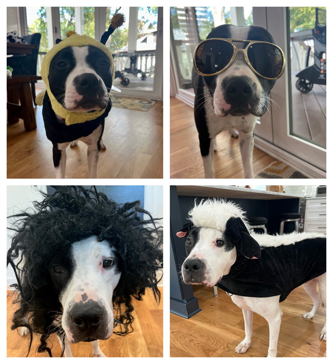 Adoptable Axel-he doesn't know what he wants to be for Halloween (he looks fabulous in anything) but he does know that he would love a forever home before Halloween day. He's a wonderful boy currently in foster. Contact foster parent at cecilclancy@gmail.com to meet him.