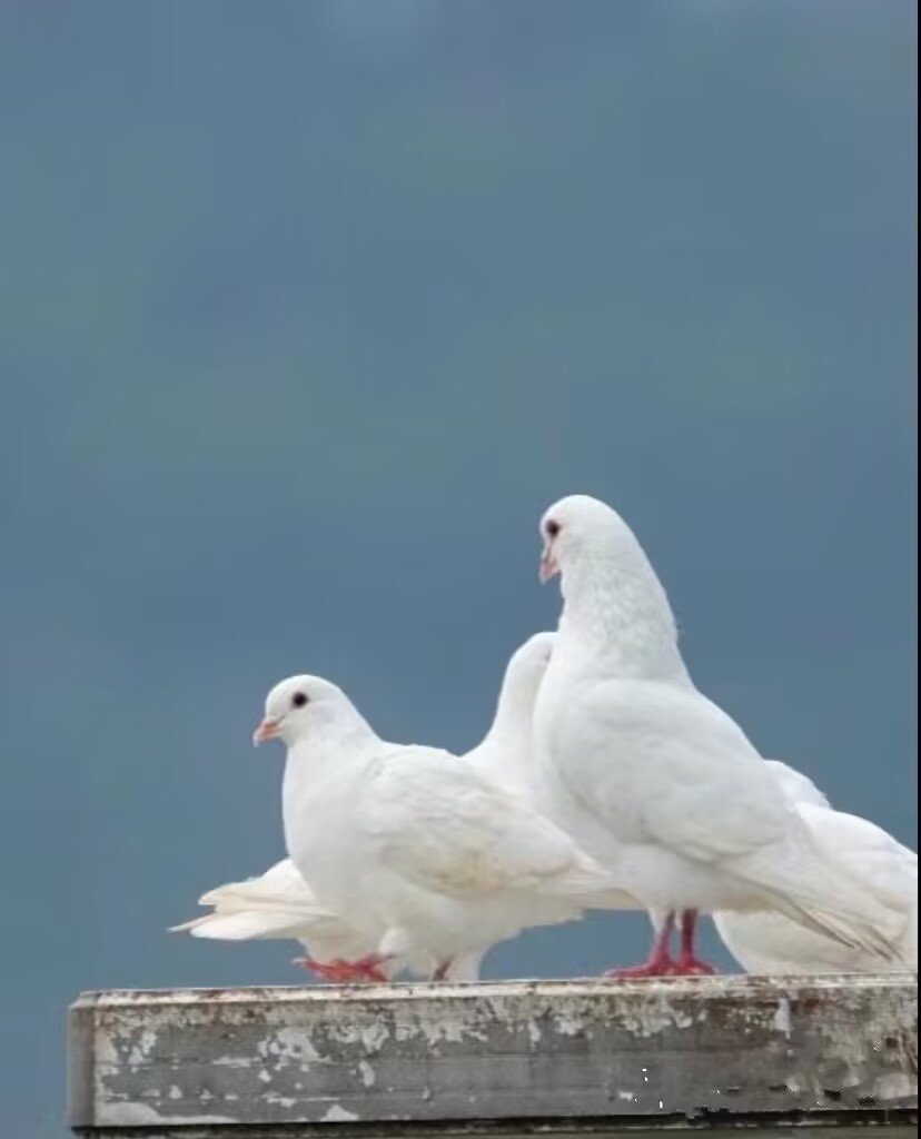 bashayer2212's tweet image. Peace is not an ideal, a dream! It is the wish of hundreds of millions of people! May there be peace in the world and no more wars!