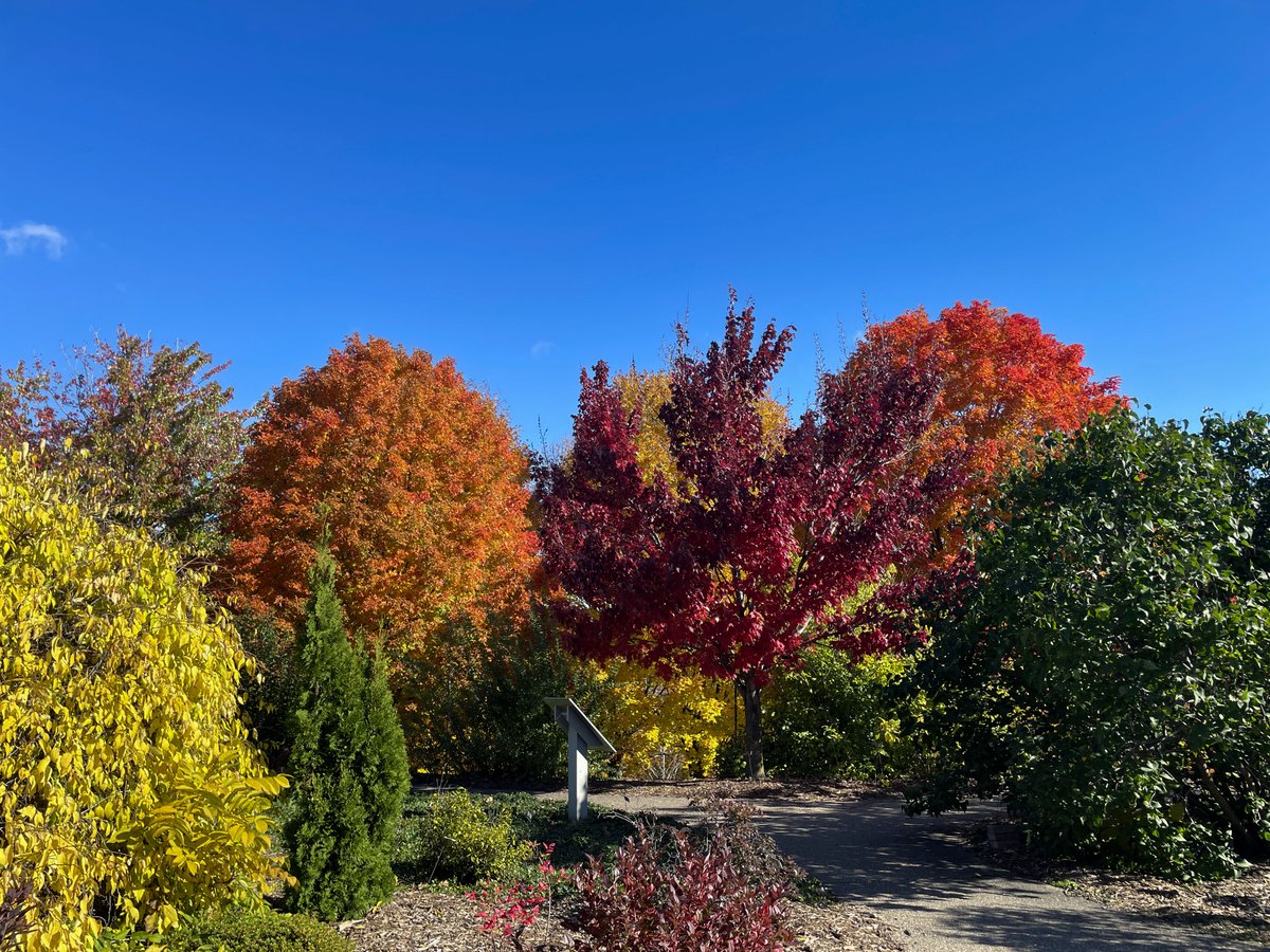 mnarboretum's tweet photo. Fall colors are peaking! Soak in the final shades of golden yellows, fiery oranges and deep reds this week. Savor the last breathtaking moments of fall before the dazzling winter wonderland takes over! ππ
#FallColors2023 https://t.co/TwDVU28PvS