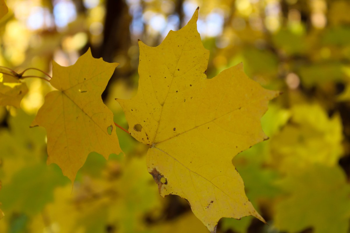 mnarboretum's tweet photo. Fall colors are peaking! Soak in the final shades of golden yellows, fiery oranges and deep reds this week. Savor the last breathtaking moments of fall before the dazzling winter wonderland takes over! ππ
#FallColors2023 https://t.co/TwDVU28PvS