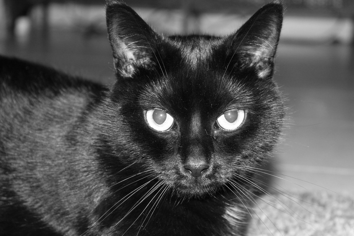 nocx_menuiserie's tweet photo. Petite photo test de mon chat avec mon nouvel appareil photo. https://t.co/6QeDK2UcCJ