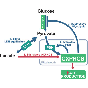 Online Now: Lactate activates the mitochondrial electron transport chain independently of its metabolism dlvr.it/SxtWdP