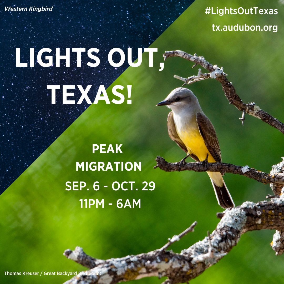 hardbergerpark's tweet photo. LIGHTS OUT TEXAS ALERT! Peak Migration is underway!

Protect migrating birds by turning out all non-essential indoor and outdoor lights every night this week from 11 pm to 6 am.

#texanbynature #LightsOutTexas #AudubonTexas #BringBirdsBack https://t.co/M3UqId2MBM
