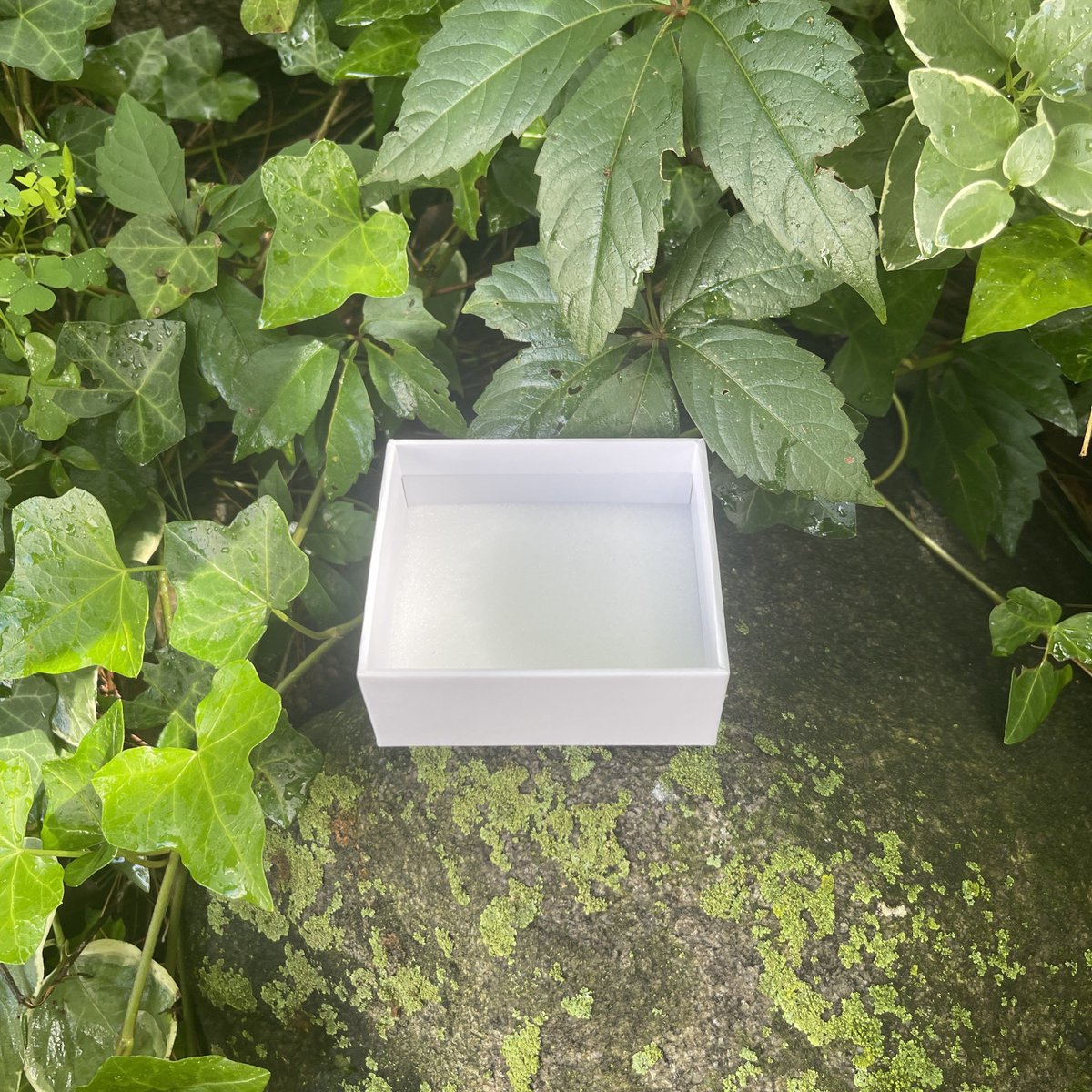 Ecology Supplies 🌿🐜 tweet media