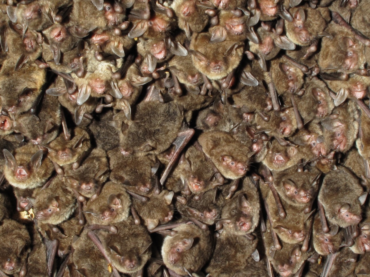 Celebrate #BatWeek October 24-31! Join us as we tweet about #bats 🦇 and #WhiteNoseSyndrome. Learn more about USGS research on bats: usgs.gov/programs/speci…