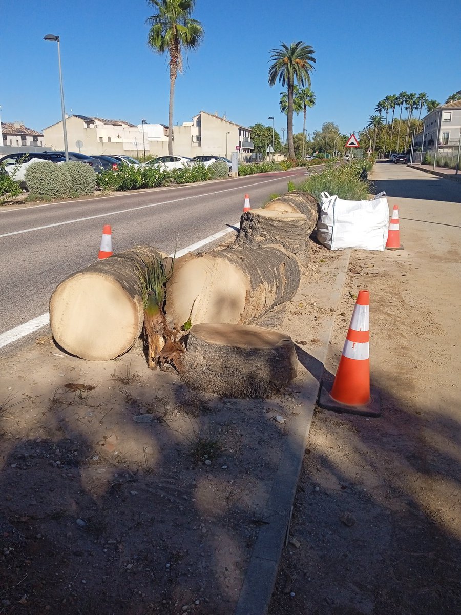 Matiesllm's tweet photo. Ja en van tres 🌴🌴🌴 menys...
I mira que a VLC les tenen ben boniques.
Vist açò potser que sobrara declarar-les monumentals? 
@albalatenques
@Ajunt_Albalat https://t.co/ksNuyrQ8ll