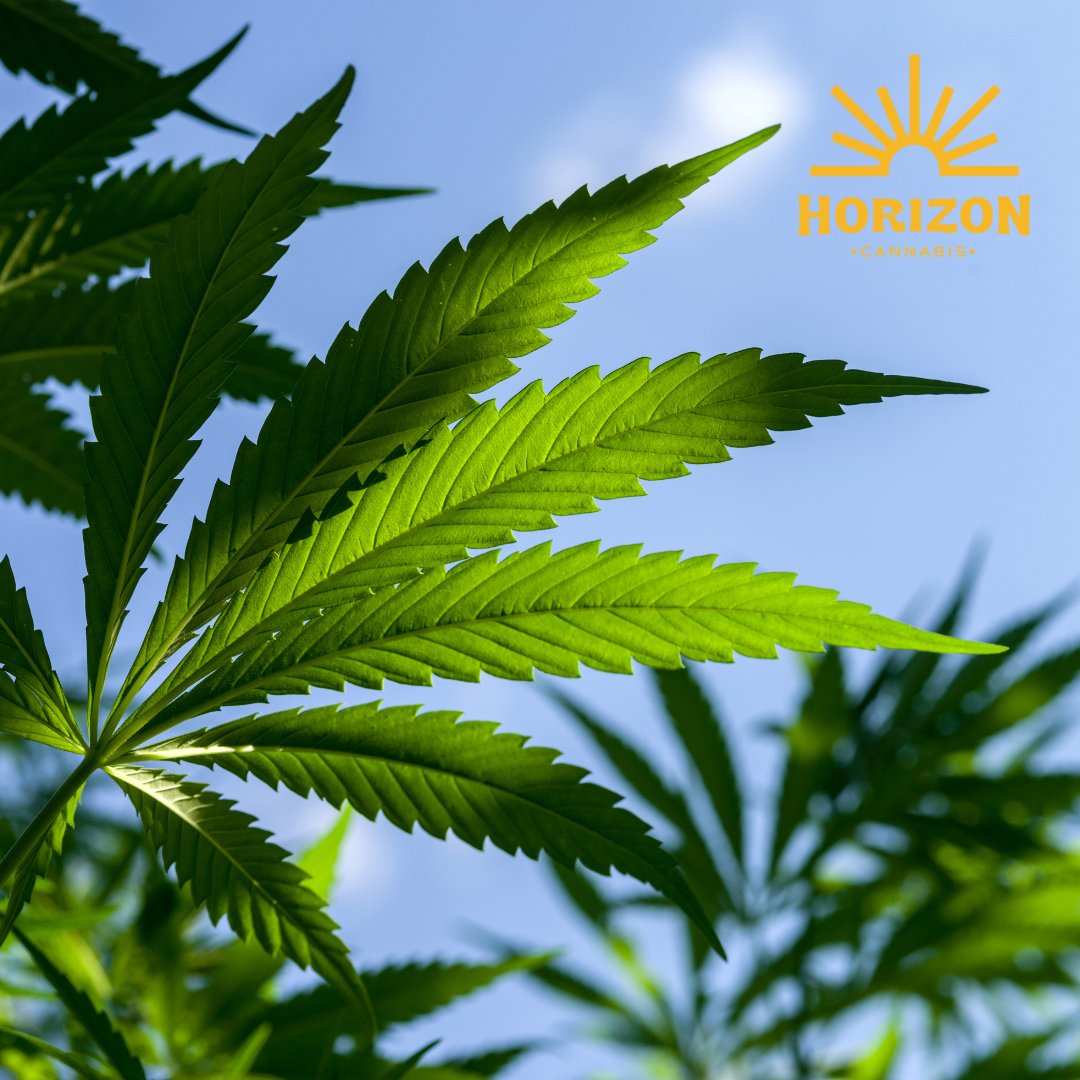 We let our cannabis shine. ✨