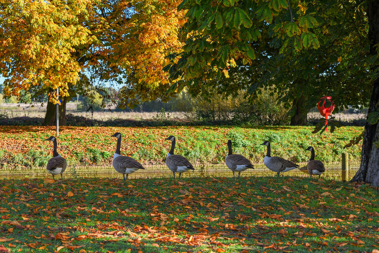 At this time of year the colours are changing as Autumn sets in. Head outside for some inspiration and have a go a creating some nature inspired art. #Wellbeing #BetterByWater canalrivertrust.org.uk/explorers/chil…