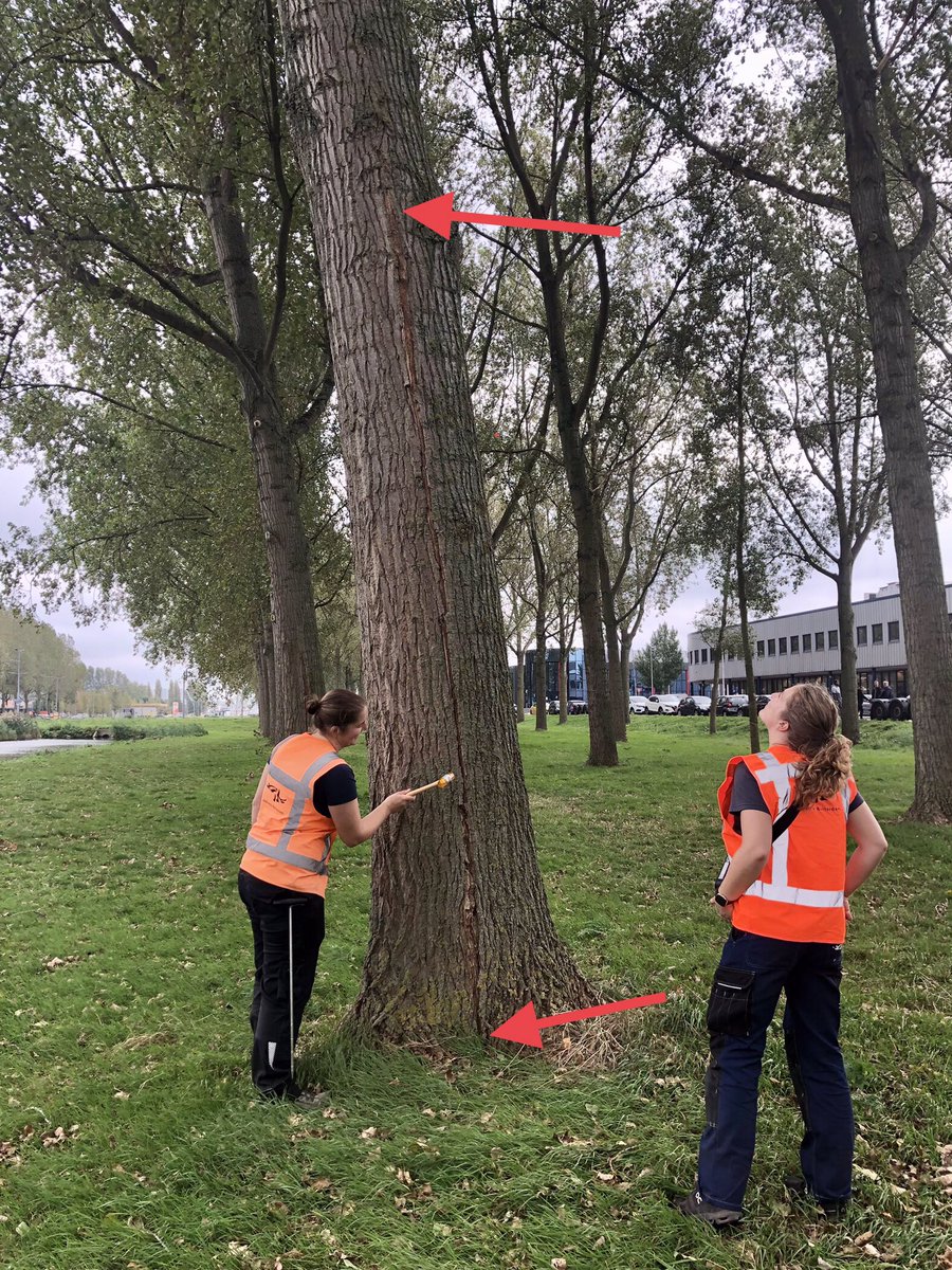 Met de boominspecteurs op pad, levert soms ook weer een interessante casus op. Meerdere populieren met lengtescheuren in de stam, terwijl deze gezien de windrichting in de luwte staan van twee andere rijen populieren.
<a href="/Stadsbeheer010/">Stadsbeheer010</a> <a href="/VioletxKikkertj/">Carmen</a>
