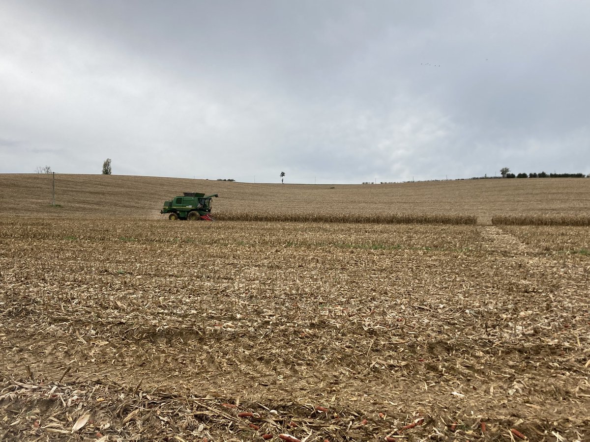 Récolte des essais #maïs grain 🌽 <a href="/DEKALB_FR/">DEKALB-FieldView by Bayer France</a> hier avant la pluie en Meuse 💪  ✅ Rendement moyen à 108 qtx/ha pour 30,9% d’humidité 💧De gros écarts de rendements et PMG
#iletaittempsderecolter #ceuxquifontlesessais