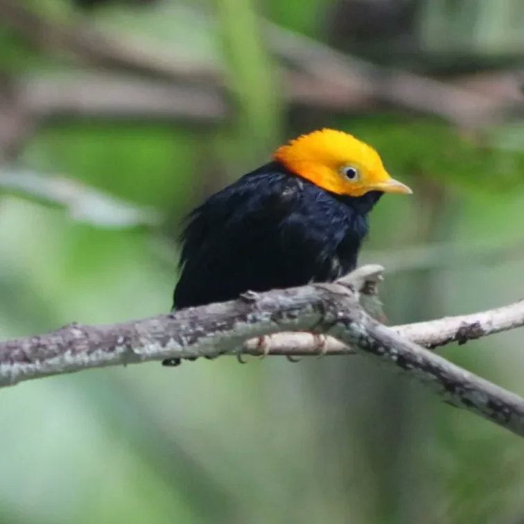 frocamadre's tweet photo. Jesús Adrian Guevara Hernández con tan solo 10 años de edad se ha convertido en defensor y guardian de las aves que habitan en el bosque seco tropical de los Montes de María.

👉 @jesus_pajareando_ando_
.
Ver la nota completa aquí: 👇👇
https://t.co/nyLzqlLxJC https://t.co/YumEnEE8Fx