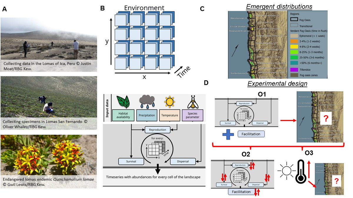 cabral_sarmento's tweet photo. Fully funded NERC-CENTA PhD scholarship: We are seeking for a PhD candidate to work on the spatiotemporal dynamics of Peruvian lomas (or fog oasis) at @unibirmingham @UoBbiosciences w/ me and @KewScience w/ @Carolina_Tovar1 and Dr. Justin Moat: https://t.co/Fw4CF11gxW
pls RT https://t.co/YdbhyCT0DV