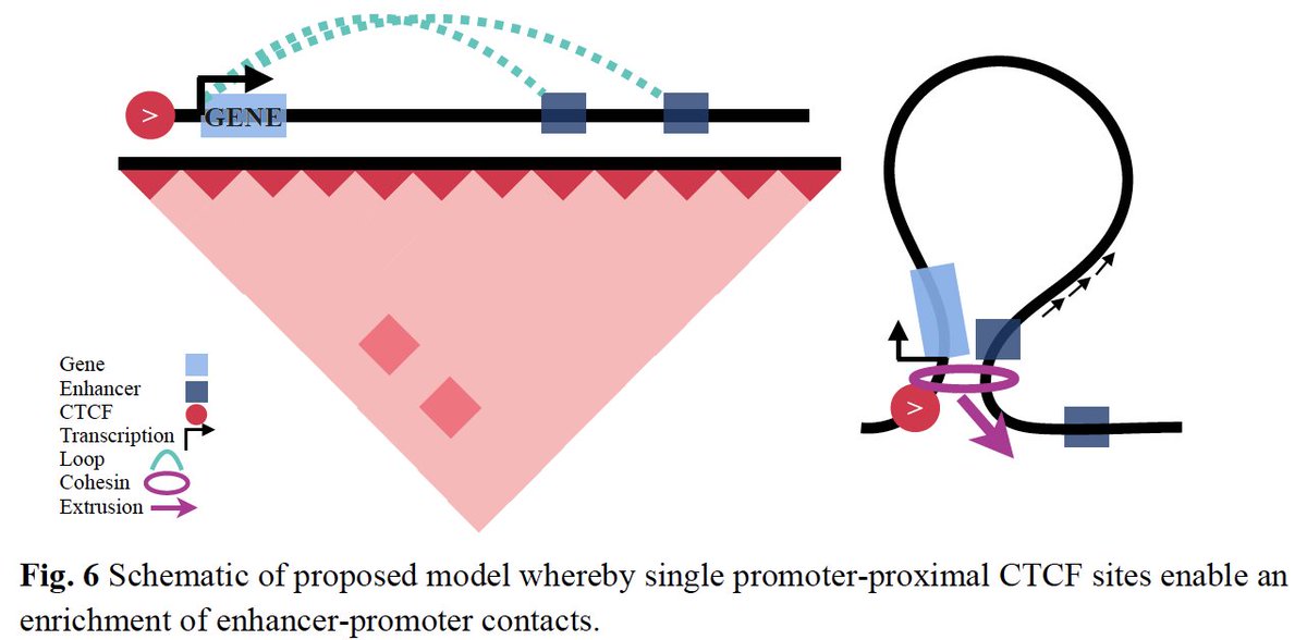 Interesting new from Corri Sept @MartinAryee et al. combines MNase HiChIP for CTCF with new FactorFinder algorithm to profile 3D interactions conditional on CTCF being bound. Nice insights in loop extrusion from the perspective of CTCF-anchored cohesin biorxiv.org/content/10.110…