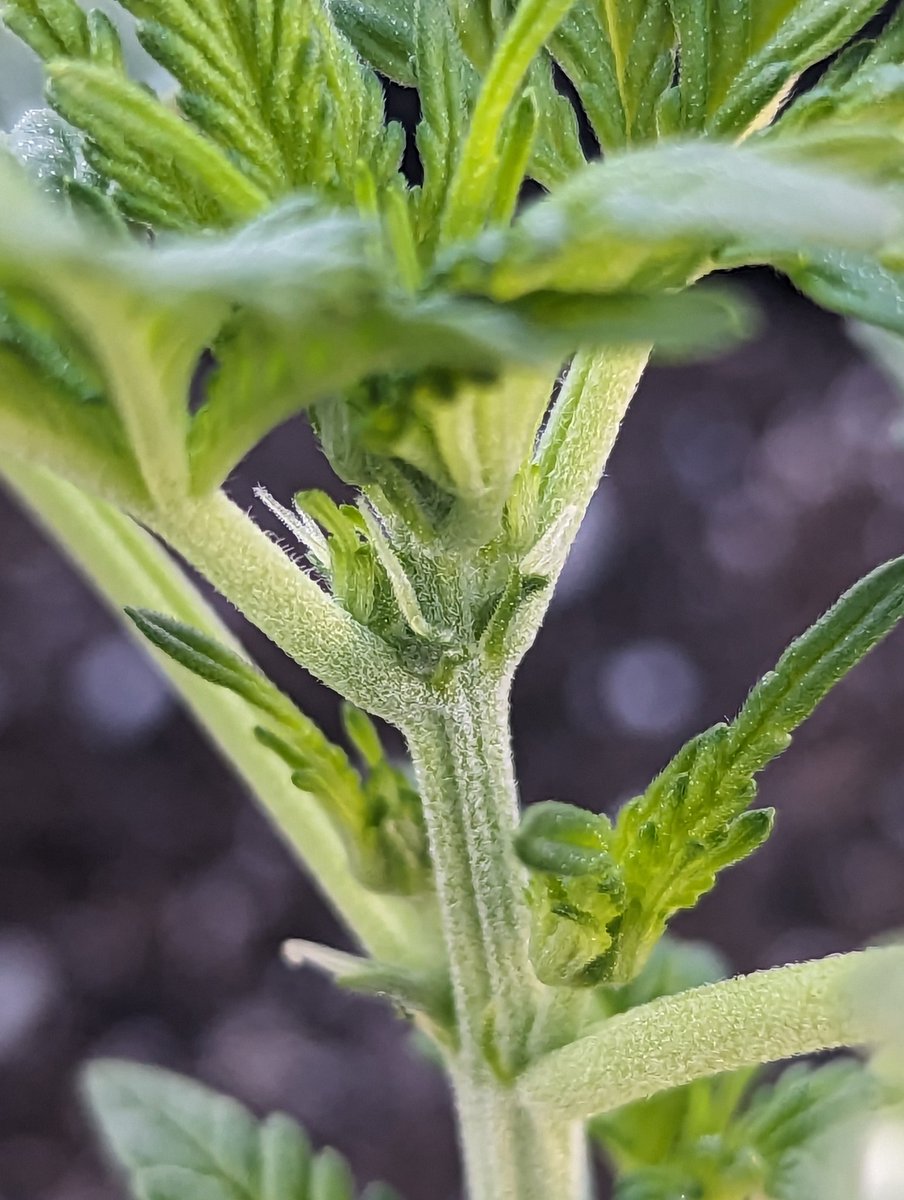 aka St0nA (@potmarijuana) on Twitter photo I'm back in the mix, just getting some outdoor going. Auto MK Ultra by <a href="/THSeedsAMS/">T.H.Seeds® Amsterdam</a> . Been looking forward to this for a while. #growyourown #Mmemberville #weedlife #StonerFam #CannabisCommunity
<a href="/spiderfarmerled/">Spider Farmer LED</a> <a href="/marshydro/">Marshydro</a> I could use some supplies. I'm back in the mix, just getting some outdoor going. Auto MK Ultra by <a href="/THSeedsAMS/">T.H.Seeds® Amsterdam</a> . Been looking forward to this for a while. #growyourown #Mmemberville #weedlife #StonerFam #CannabisCommunity
<a href="/spiderfarmerled/">Spider Farmer LED</a> <a href="/marshydro/">Marshydro</a> I could use some supplies.
