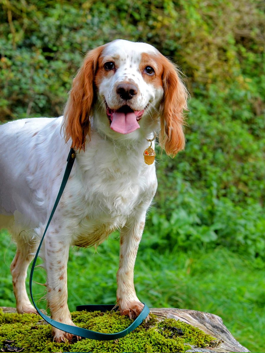 houndandblossom's tweet photo. Happy #tongueouttuesday dog lovers. #spanielsoftwitter #dogworld #cocker #leads #resinpetidtags #tuesdayvibe
#frome #smallbiz

@houndandblossom 
@TheGoodDogGuide https://t.co/IjgB9VdOp3