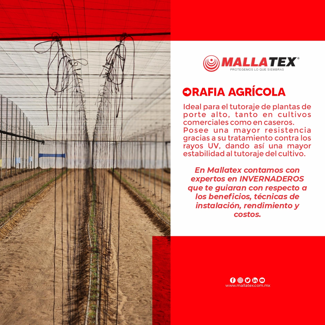 Mallatex's tweet photo. Nuestra #RafiaAgrícola posee una gran resistencia debido a su tratamiento contra los rayos UV dando así una mayor estabilidad al tutorado de tus plantas 🌱

Contáctanos:
📞 (33) 2016 4875 ✉️ info@mallatex.com.mx

#AgriculturaProtegida #criadoylopezgroup #Mallatex #Cultivos https://t.co/o4KWWEDaky