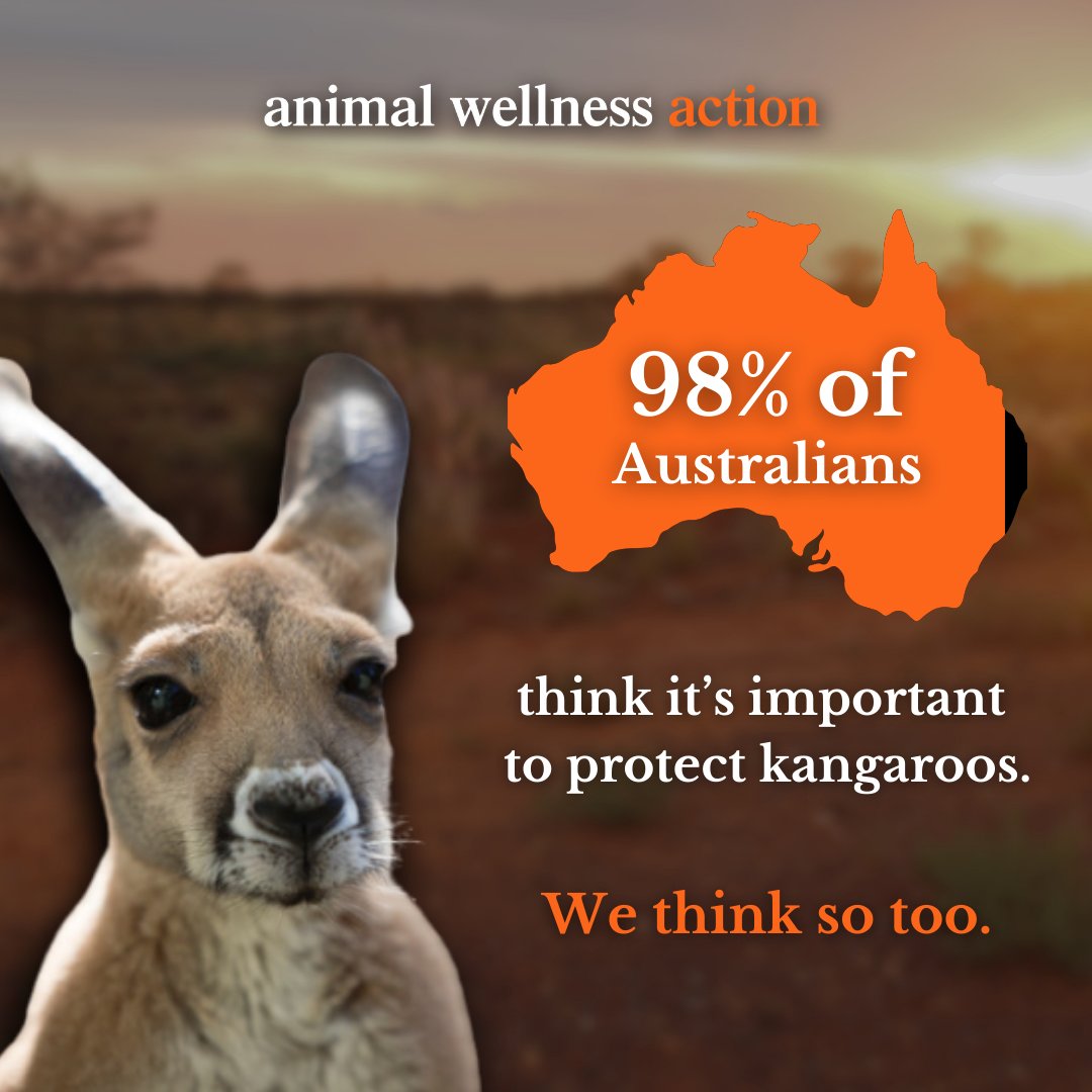 🦘Happy Kangaroo Day.

🇦🇺98% of Aussies consider safeguarding kangaroos vital for Australian ecosystems! 🌿

#ProtectKangaroos #WildlifeConservation #AustraliaEcosystem #KangaroosAlive #adidas #kangaroosarenotshoes #newbalance #stoptheslaughter  #worldkangarooday #kangarooday